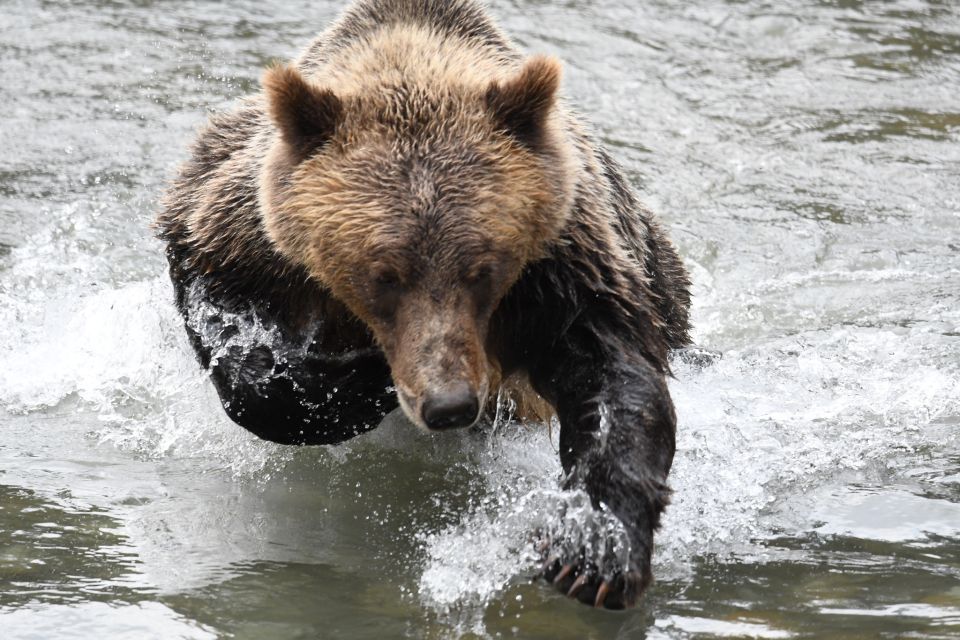 Campbell River: Grizzly Bear-Watching Tour With Lunch - Bear Viewing Season Insights