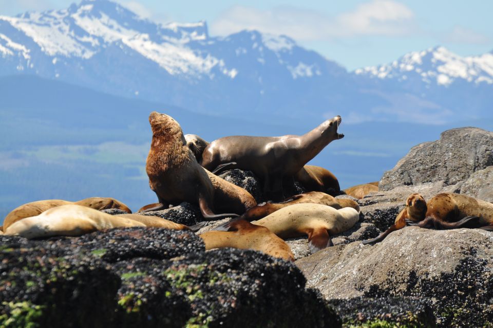 Campbell River: Whale Watching and Wildlife Viewing Day Tour - Directions