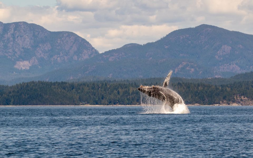 Campbell River: Whale Watching Covered Boat Tour With Lunch - Location Specifics