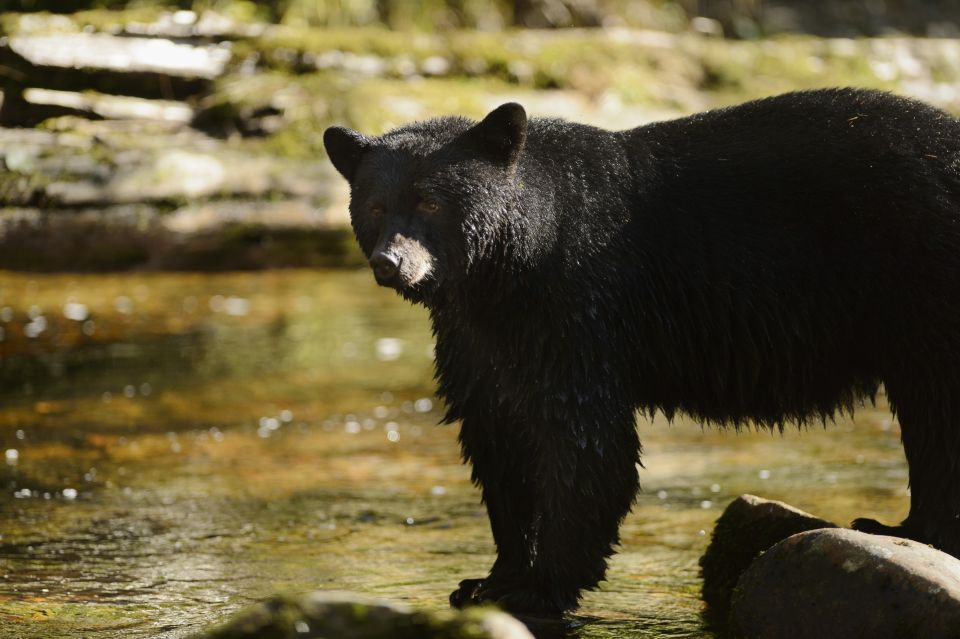 Canmore: 4-Hour Banff Park Safari Drive & Nature Walk - Meeting Location Details