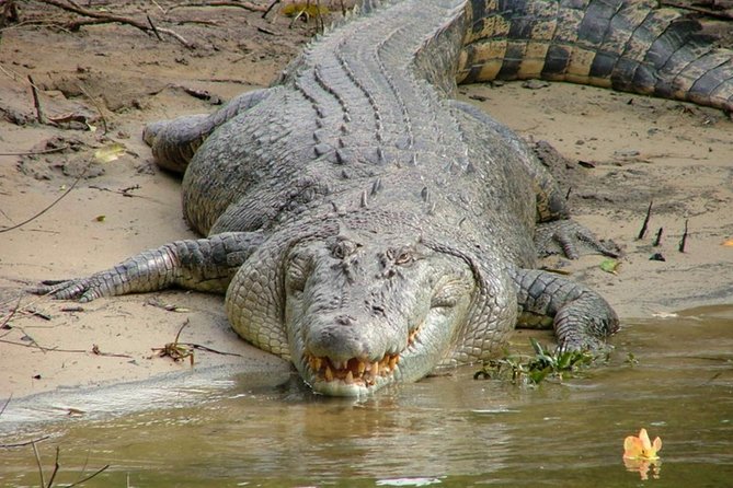 Cape Tribulation Day Tour From Cairns - Common questions