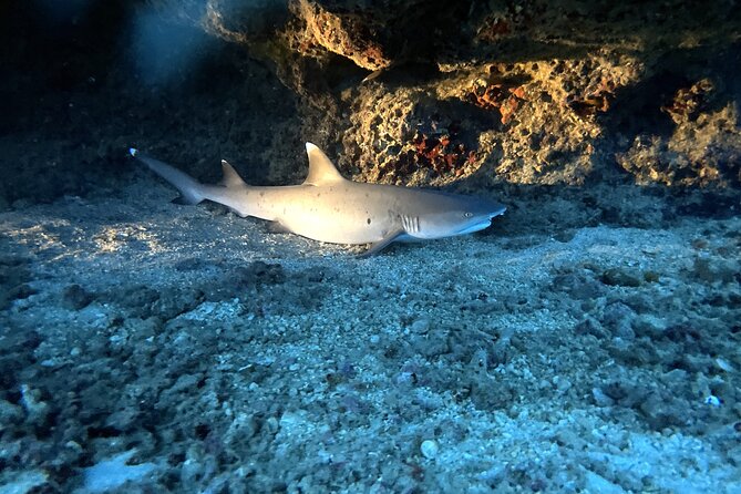 Certified Diver:2-Tank Deep Wreck and Shallow Reef Dives off Oahu - Health and Safety Measures