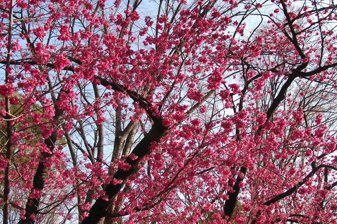 Cherry Blossom Highlights, Asakusa, Ueno & Meiji Shrine - Discovering Asakusas Hidden Gems