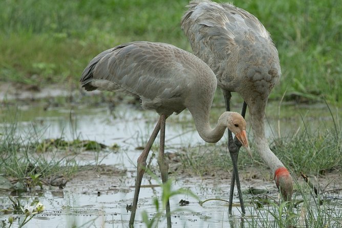 Corroboree Billabong Wetland Cruises - 1.5 Hour Morning Cruise - Useful Resources