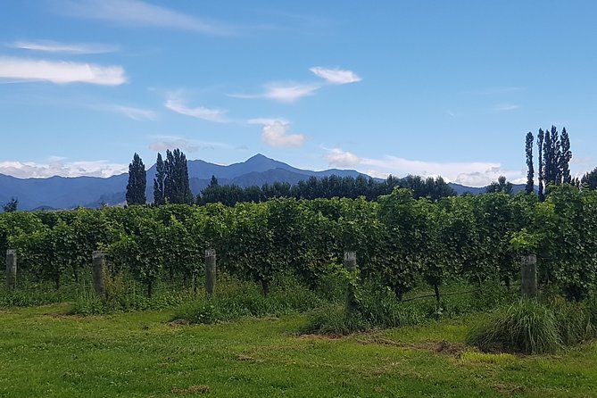 Cruise Excursion - Wines of Marlborough Tour - Tour Highlights