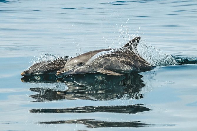 Cruise With Dolphins in Byron Bay - Booking Information and Pricing