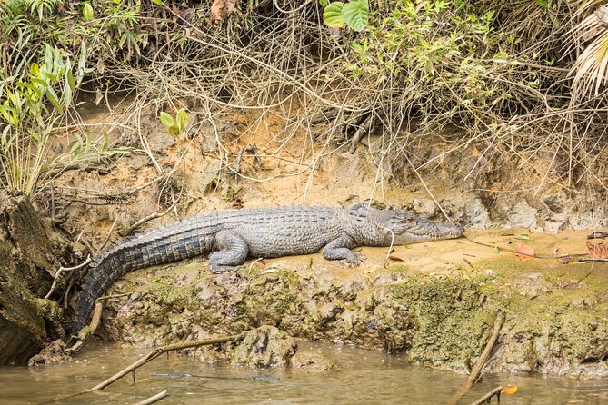 Daintree Afternoon Nocturnal Nature and Wildlife Tour - Cancellation Policy Details