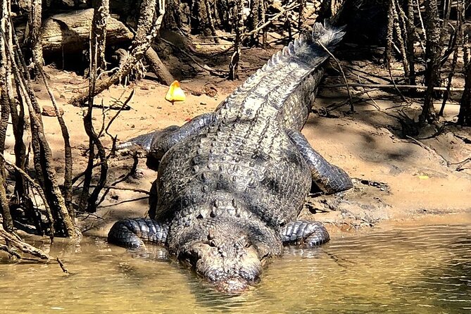 Daintree River Cruise - Sum Up