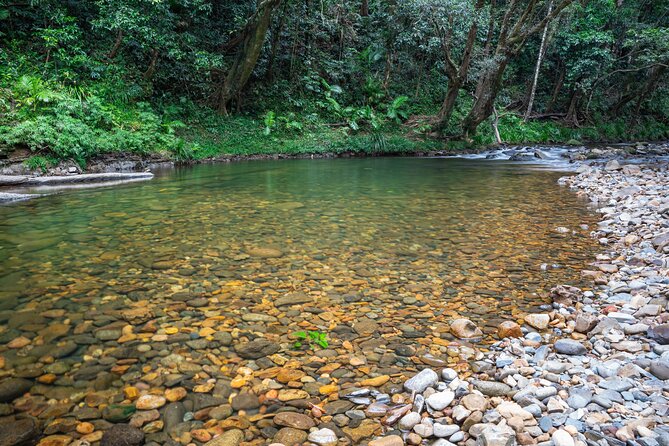 Daintree Valley of the Giants Afternoon Hike and Swim - Wildlife Encounters Along the Trail