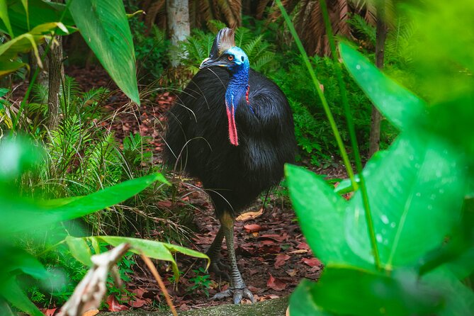 Day Tour to Waterfalls in Eungella National Park, Whitsundays  - Cairns & the Tropical North - Pricing Information