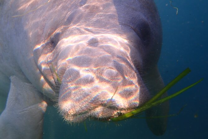 Deluxe Manatee Swim Tour - Directions