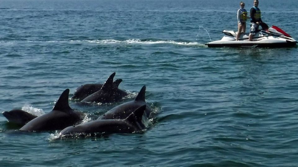 Destin: Crab Island Dolphin Watching Jet Ski Tour - Sum Up