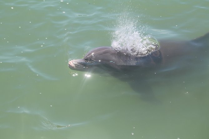 Dolphin Tour on a Private Boat - Scenic Exploration