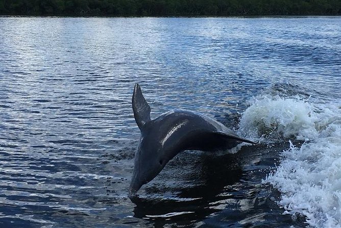 Dolphin Tours - Fort Myers Beach / Naples - Activity Duration