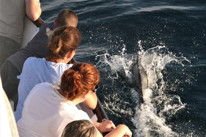 Dolphin & Whale Watching Sunset Cruise - Meeting Point and Check-in Details
