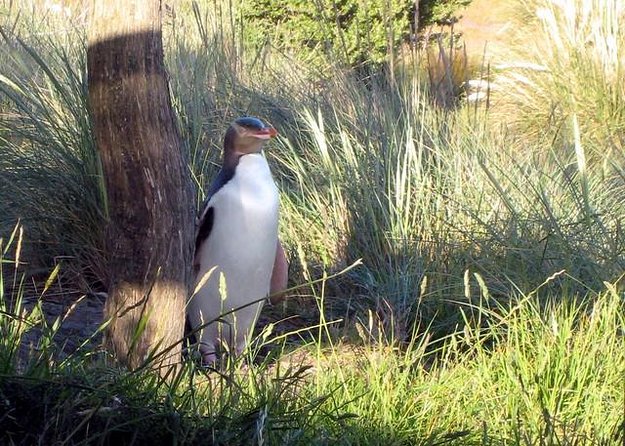 Dunedin City Highlights, Otago Peninsula Scenery & a Guided Penguin Reserve Tour - Visitor Experience and Highlights