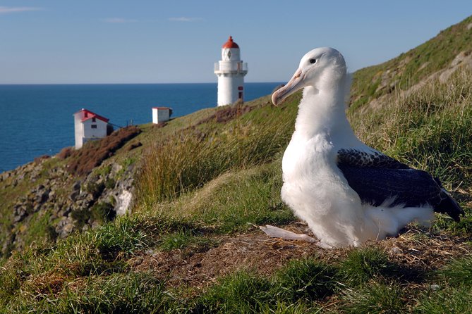 Dunedin City Highlights, Otago Peninsula Scenery & Albatross Guided Tour - Scenic Otago Peninsula and Albatross Tour