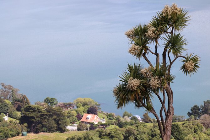 Dunedin City, Wildlife and Larnach Castle - Tour Logistics and Reviews