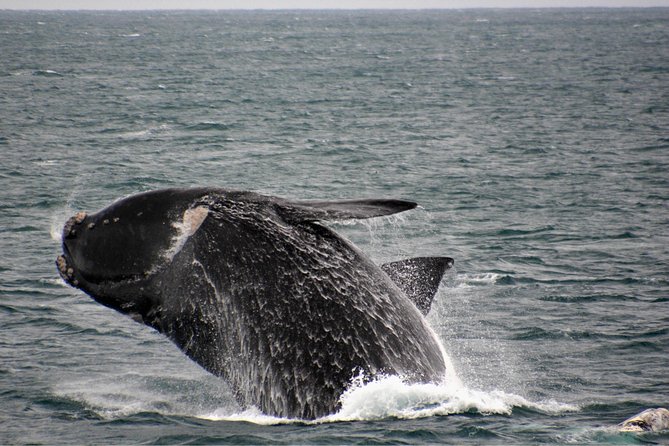 Educational Whale Watching Tour From Augusta or Perth - Departure Points