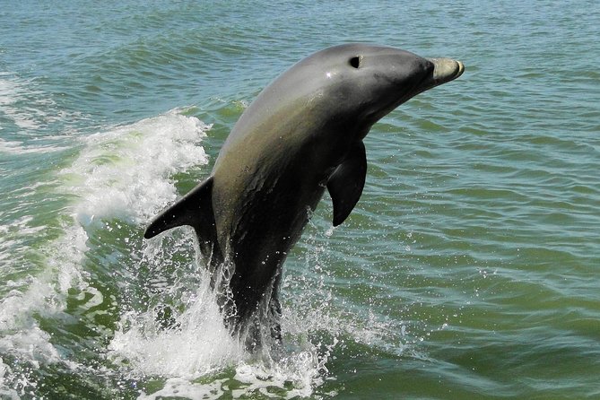 Everglades National Park Dolphin, Birding and Wildlife Boat Tour (2 Hours) - Additional Information
