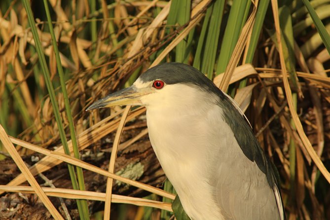 Everglades National Park Small Group Guided Boating & Walking Tour Expedition - Traveler Reviews