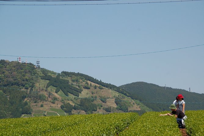 Experience Tea Picking With a Tea Farmer, and Tempura Lunch With Picked Tea Leaves - Logistics and Meeting Point Details