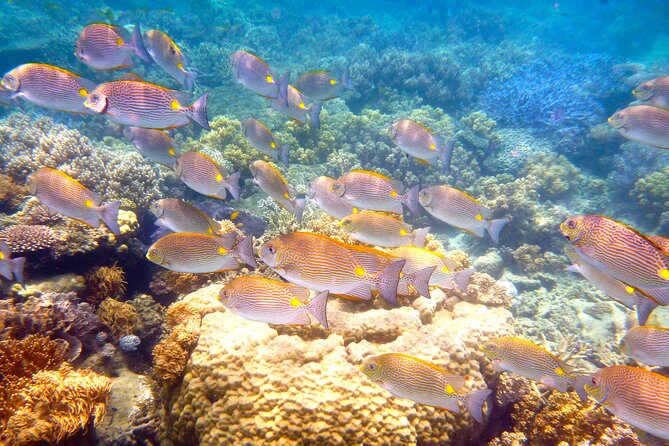 Express Low Isles Reef Sprinter Snorkelling Tour - Common questions