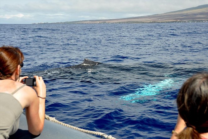 Eye-Level Whale Watching Eco-Raft Tour From Lahaina, Maui - Background