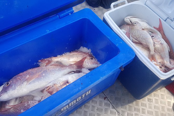 Fishing Charter - Hauraki Gulf - Pickup Offered