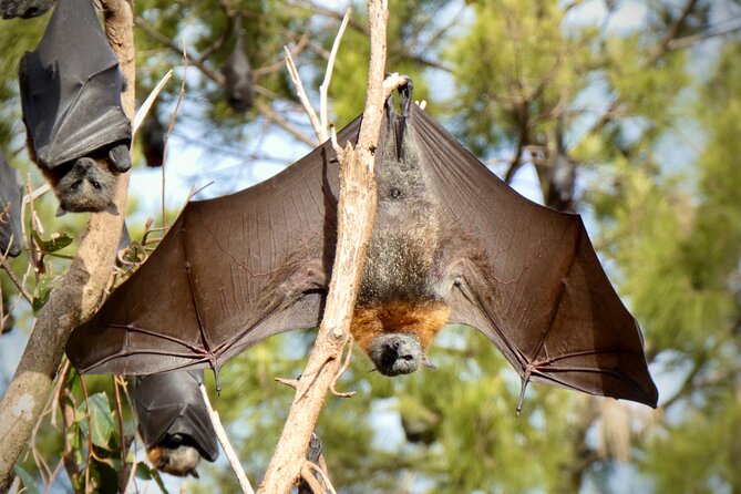 Flying Fox Experience, Thousands of Australias Largest Bat - Common questions