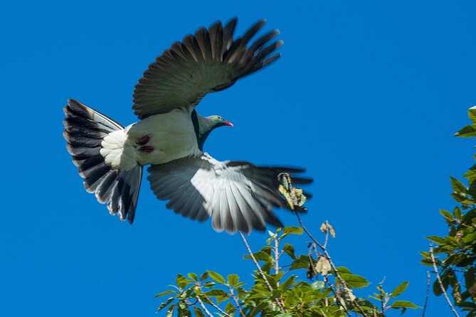 Franz Josef Nature Tour - Common questions