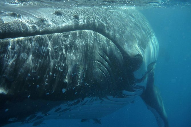 Fraser Island Whale Watch Encounter - Viator Help Center