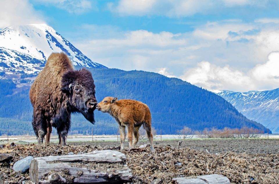 From Anchorage: Valley of Glaciers & Wildlife Center Tour - Glacier Cruise