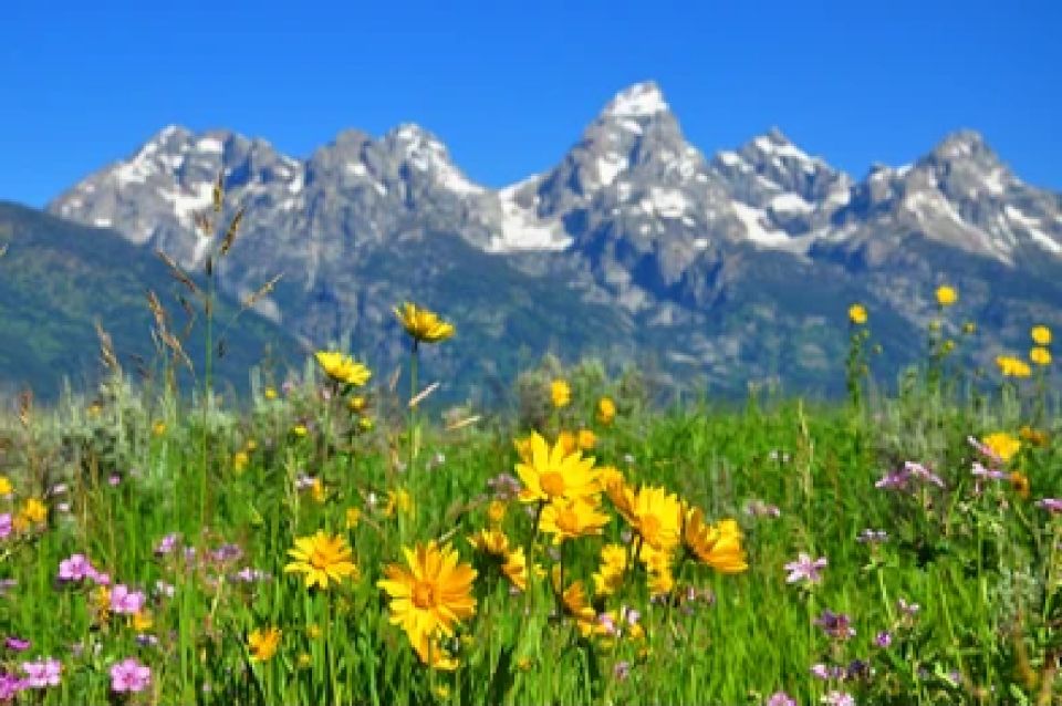From Jackson: Grand Teton Wildlife & Scenery Tour With Lunch - Picnic Lunch Experience