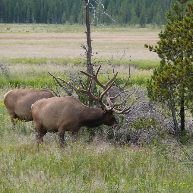 From Jackson: Half-Day Grand Teton National Park Tour - Review Summary and Additional Details