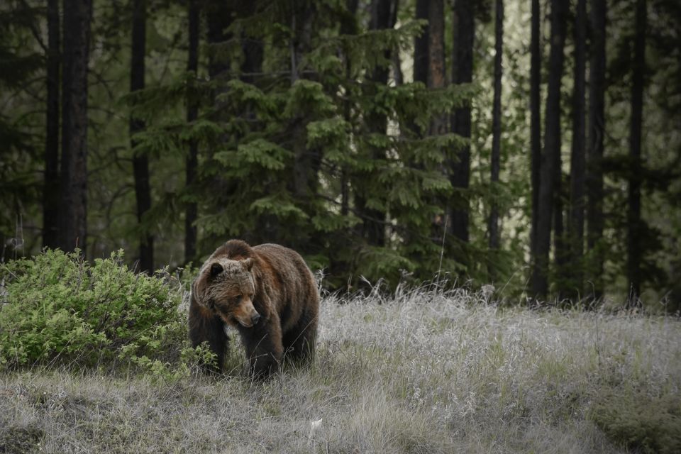 From Jasper: Jasper National Park Wildlife Discovery Tour - Wildlife Encounters