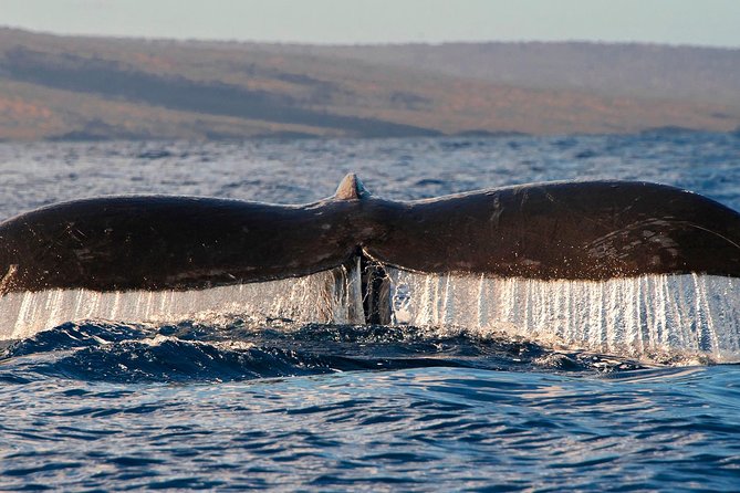 From Maalaea Harbor: Whale Watching Tours Aboard the Quicksilver - Customer Satisfaction