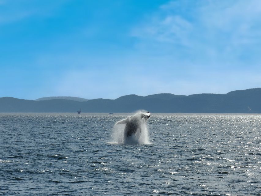 From Quebec City: Whale Watching Excursion Full-Day Trip - Reviews and Ratings