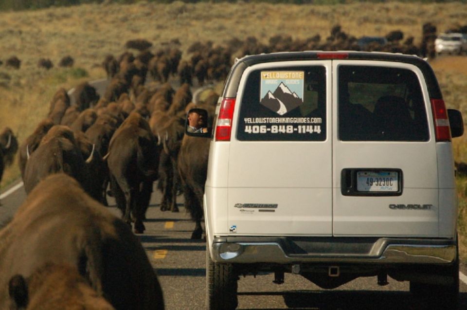 From West Yellowstone: Lamar Valley Wildlife Tour by Van - Morning Snack and Picnic Lunch