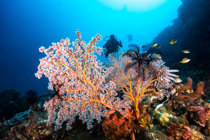 Full-Day Discover Scuba Diving Tour for Beginners in Tulamben - Tour Specifics