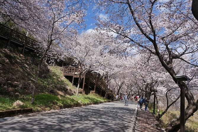 Full-Day Hadong, Gwangyang, Cherry Blossom, Green Tea Fields Private Tour - Common questions