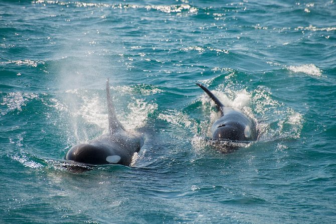 Full-Day Kenai Fjords National Park Cruise - Additional Details