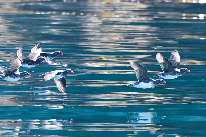 Full-Day Kenai Fjords National Park Northwestern Cruise - Wildlife Diversity