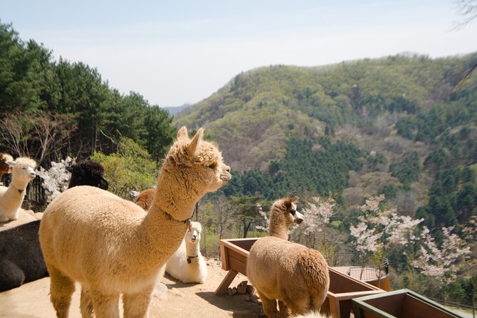 Full-Day Legoland and Alpaca World Guided Tour From Seoul - Booking and Support