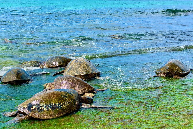 Full Day Oahu Guided Circle Island Tour Inc Snorkel and Turtles - Booking Information