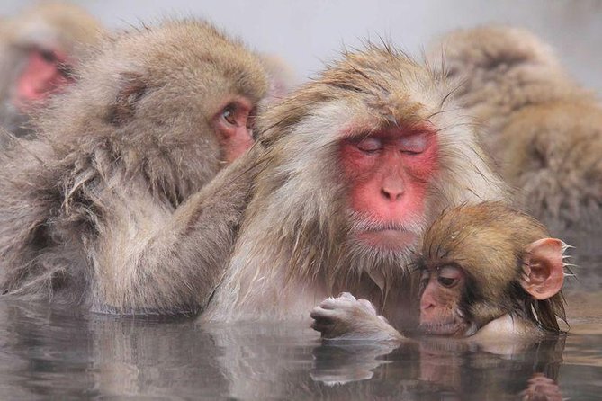 Full Day Snow Monkey Tour To-And-From Tokyo, up to 12 Guests - Cancellation Policy and Refunds