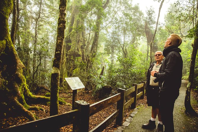 Full-Day Springbrook National Park Tour From the Gold Coast - Common questions