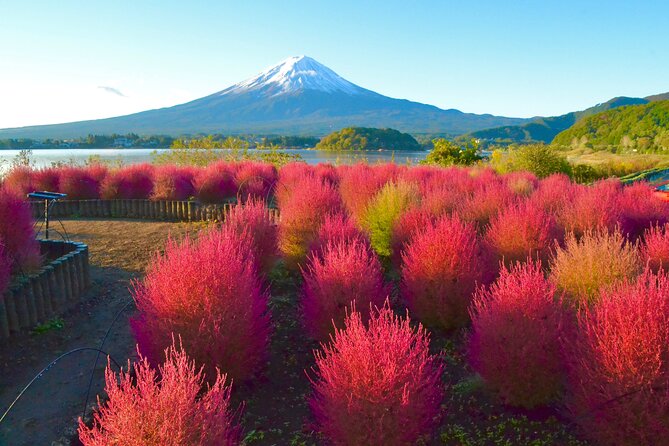 Full Day Tour to Mount Fuji - Pricing Information