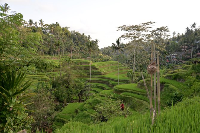 Full-Day Tour Ubud Best Things to Do in Ubud - Tegenungan Waterfall Swim