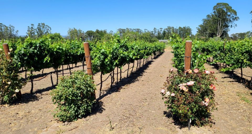 Full-Day Wine Tour to Napa & Sonoma 3 Tastings Included - Sum Up